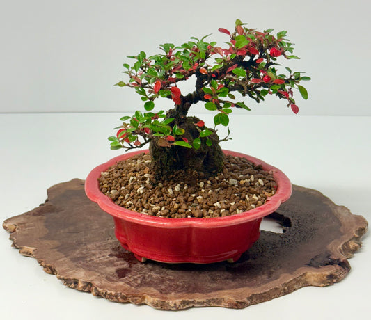 Cotoneaster Bonsai Over Rock | Flowering & Berry Bonsai – 28cm (Copy)