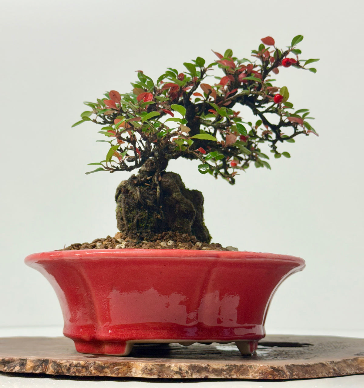 Cotoneaster Bonsai Over Rock | Flowering & Berry Bonsai – 28cm (Copy)