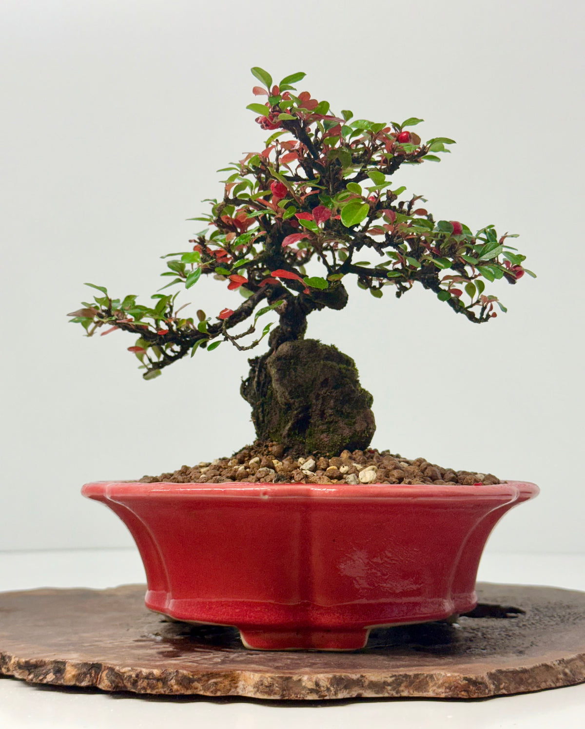 Cotoneaster Bonsai Over Rock | Flowering & Berry Bonsai – 28cm (Copy)