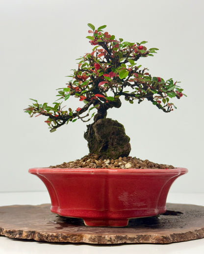 Cotoneaster Bonsai Over Rock | Flowering & Berry Bonsai – 28cm (Copy)