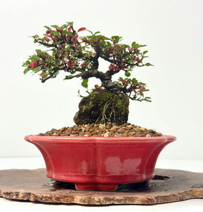 Cotoneaster Bonsai Over Rock | Flowering & Berry Bonsai – 28cm (Copy)