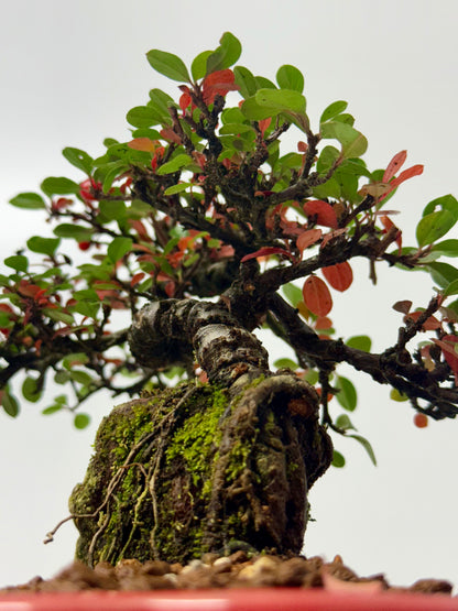Cotoneaster Bonsai Over Rock | Flowering & Berry Bonsai – 28cm (Copy)