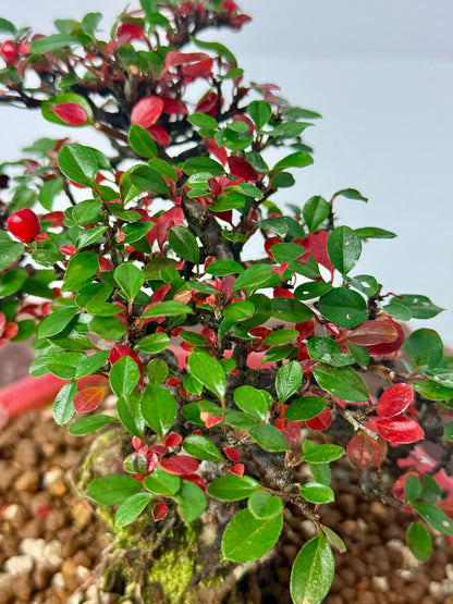 Cotoneaster Bonsai Over Rock | Flowering & Berry Bonsai – 28cm (Copy)