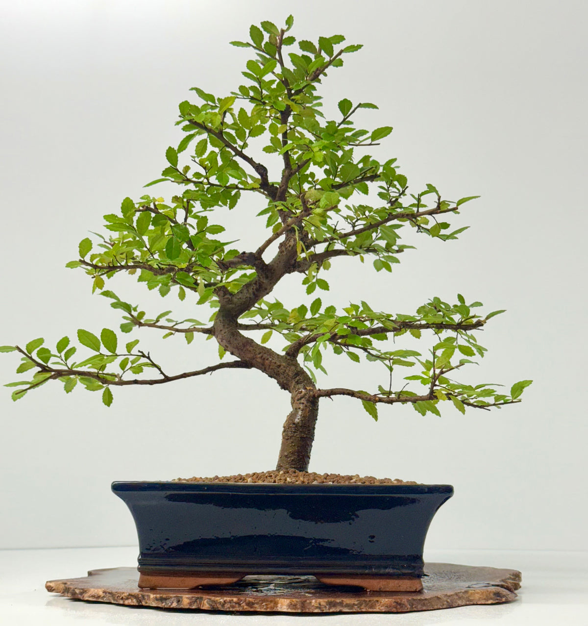 Chinese Elm Bonsai Tree