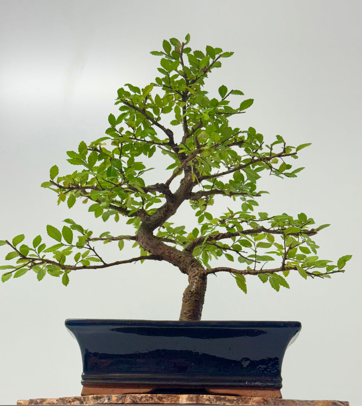 Chinese Elm Bonsai Tree