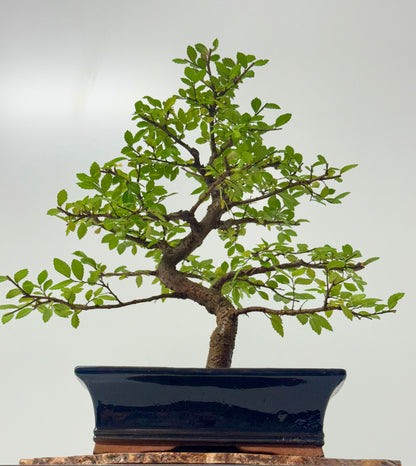 Chinese Elm Bonsai Tree