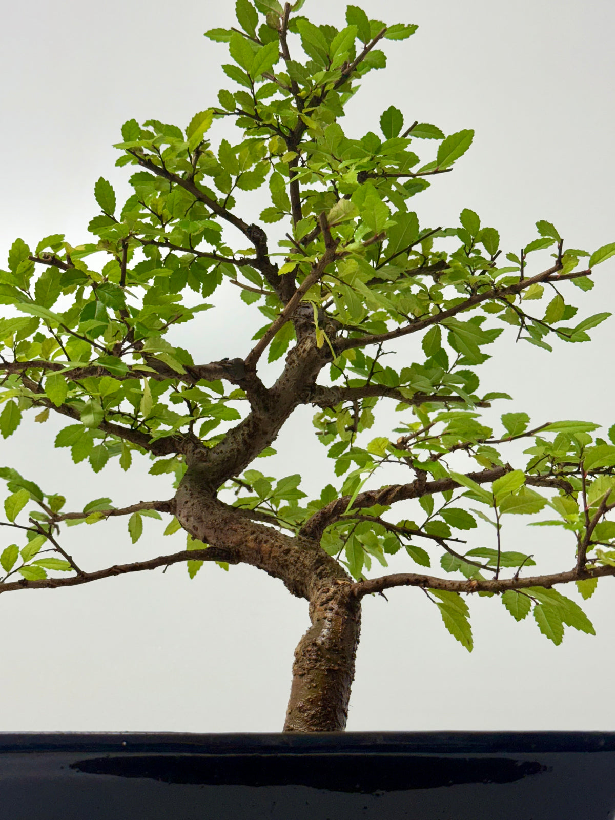 Chinese Elm Bonsai Tree