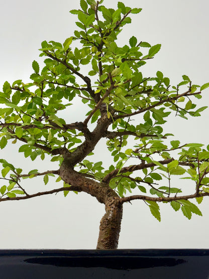Chinese Elm Bonsai Tree