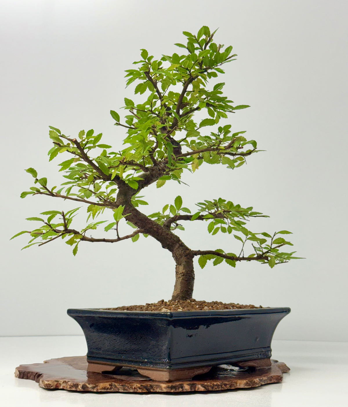 Chinese Elm Bonsai Tree