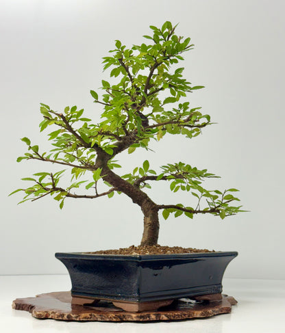 Chinese Elm Bonsai Tree