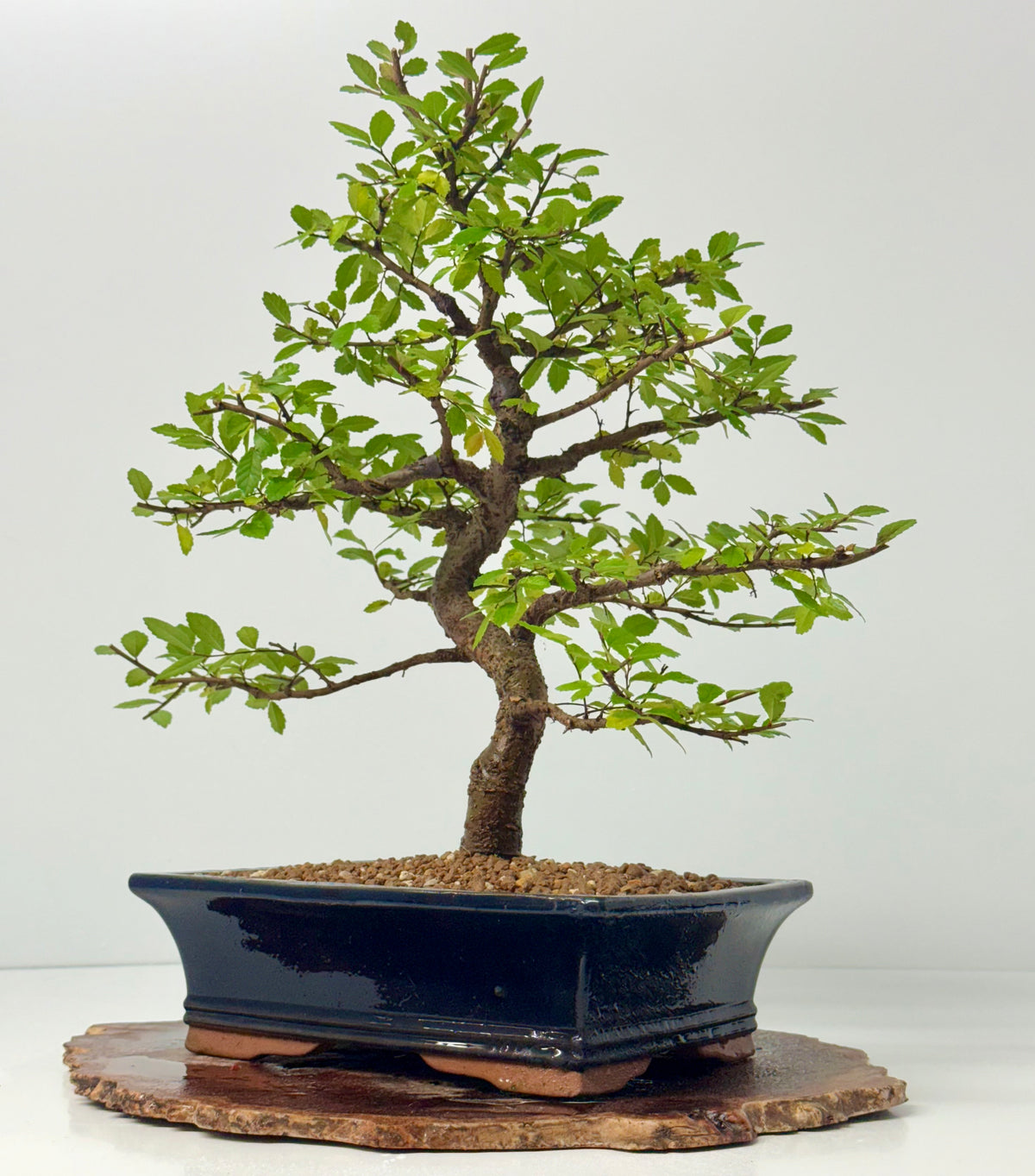Chinese Elm Bonsai Tree