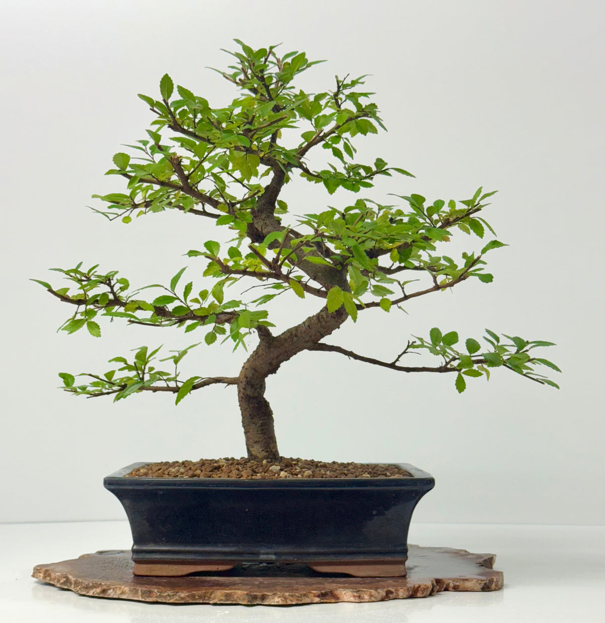 Chinese Elm Bonsai Tree