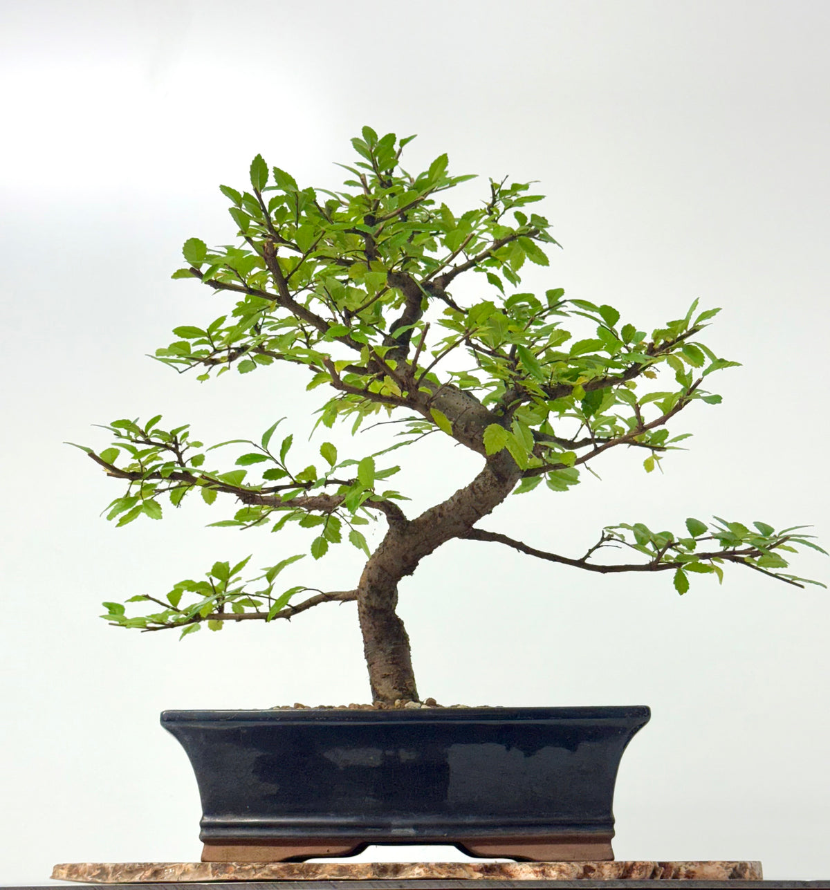 Chinese Elm Bonsai Tree