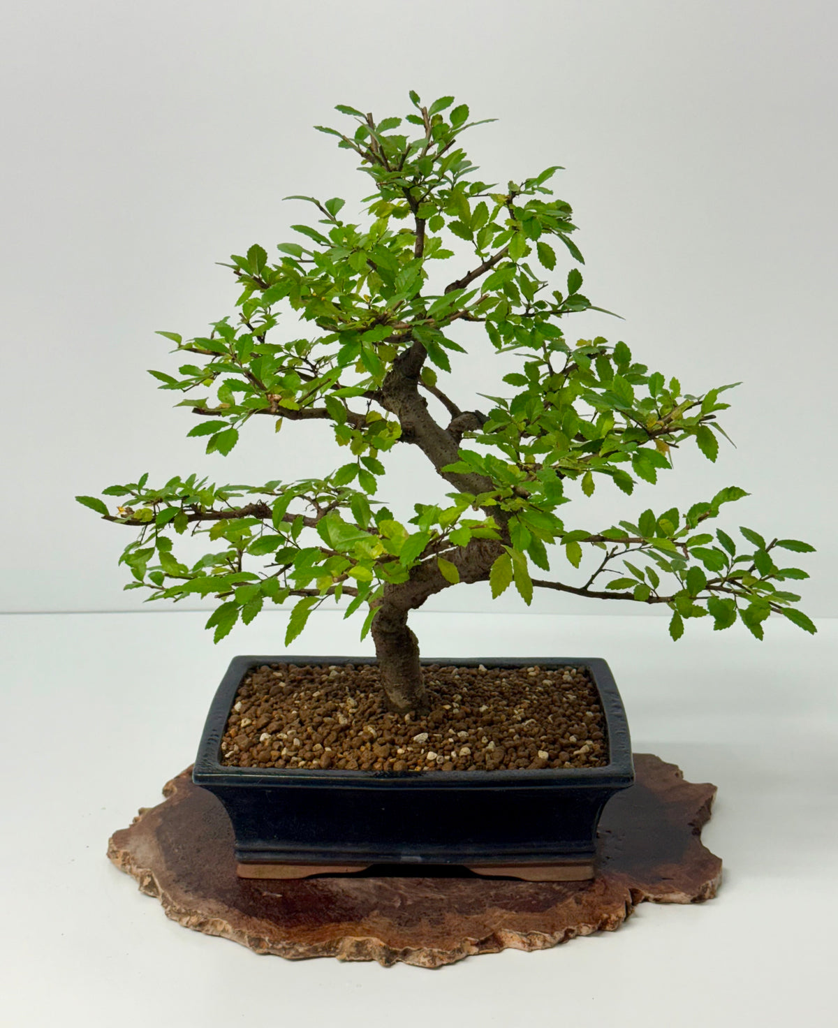 Chinese Elm Bonsai Tree
