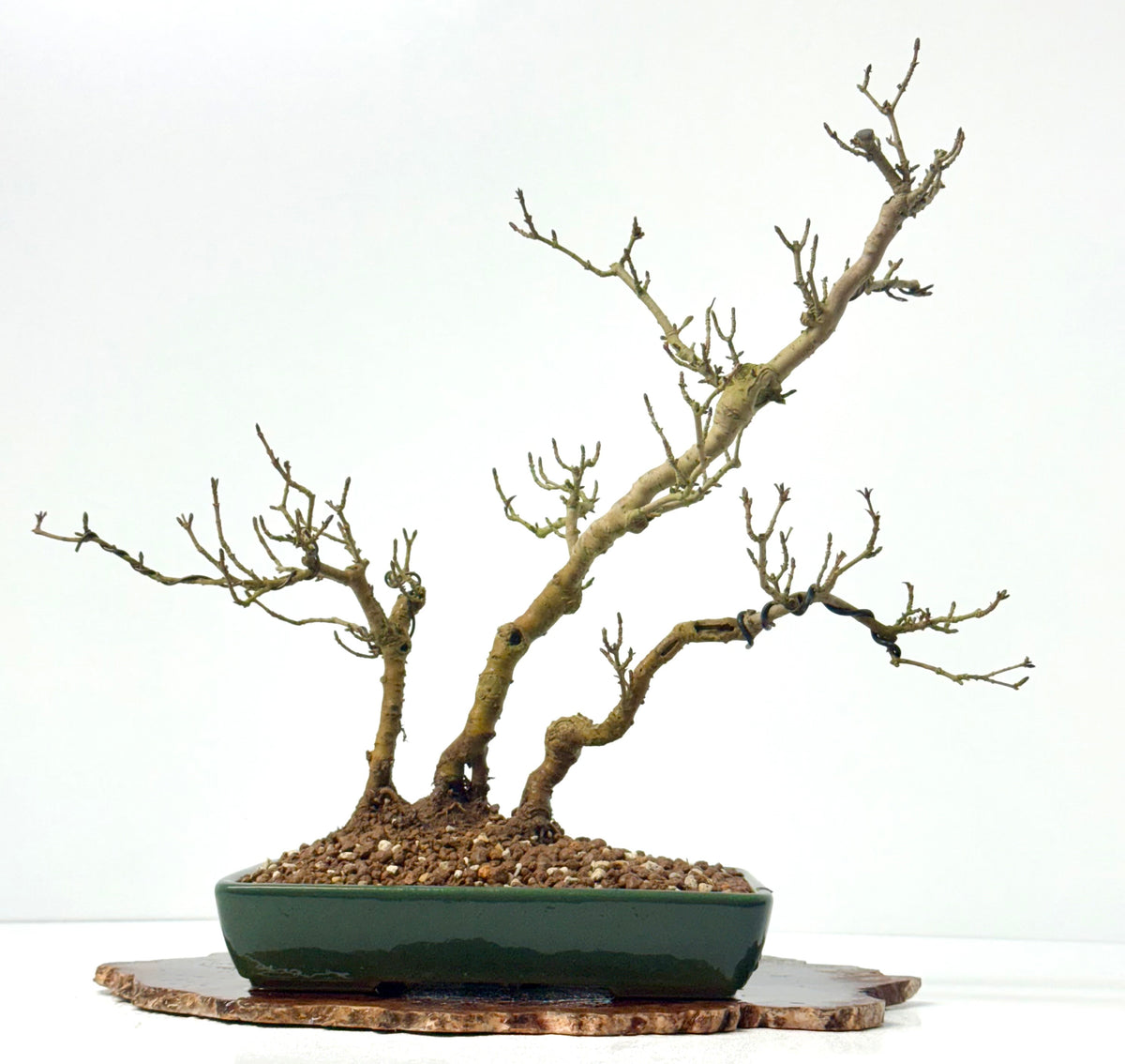 Privet Bonsai Tree