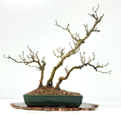 Privet Bonsai Tree