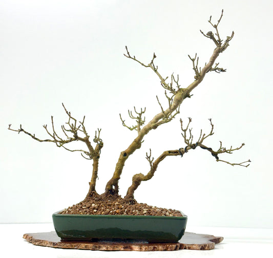 Privet Bonsai Tree