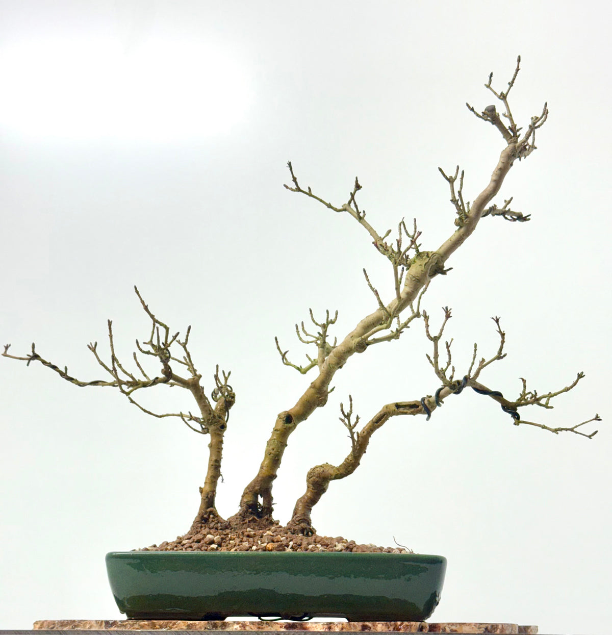 Privet Bonsai Tree