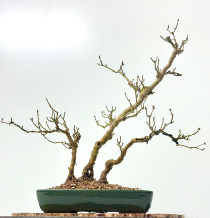 Privet Bonsai Tree