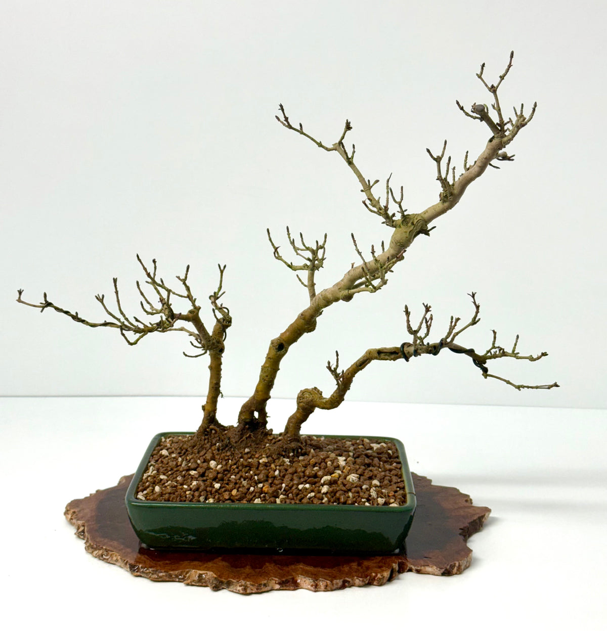 Privet Bonsai Tree