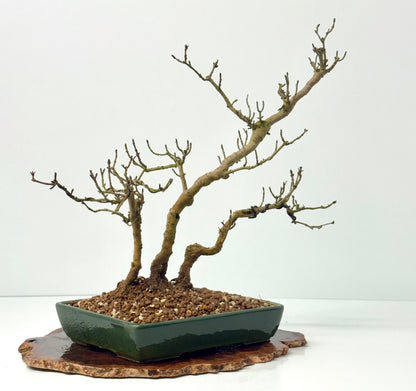 Privet Bonsai Tree
