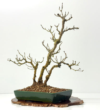 Privet Bonsai Tree