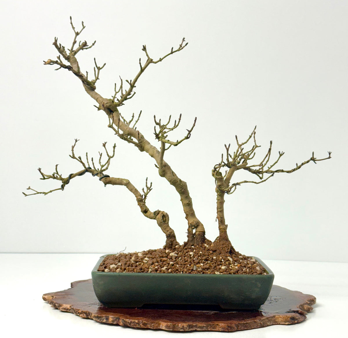 Privet Bonsai Tree