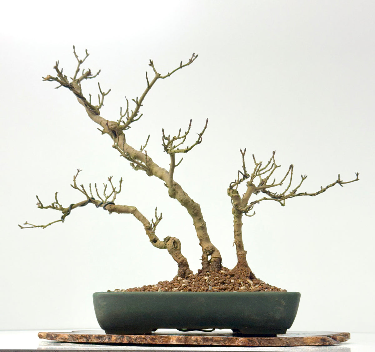 Privet Bonsai Tree