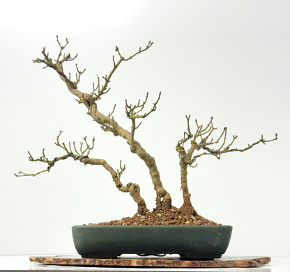 Privet Bonsai Tree