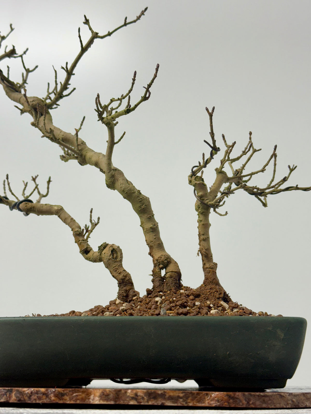 Privet Bonsai Tree