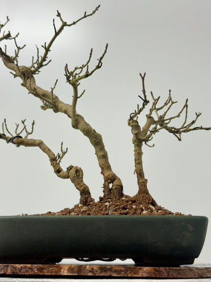 Privet Bonsai Tree