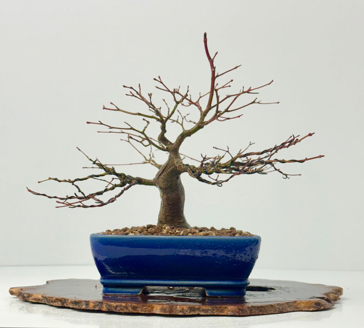 Mountain Maple Bonsai Tree – Outdoor Maple in Yixing Pot