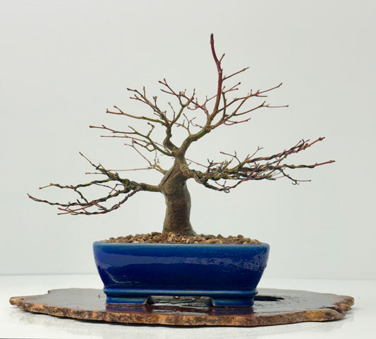Mountain Maple Bonsai Tree – Outdoor Maple in Yixing Pot