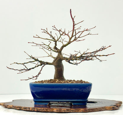 Mountain Maple Bonsai Tree – Outdoor Maple in Yixing Pot