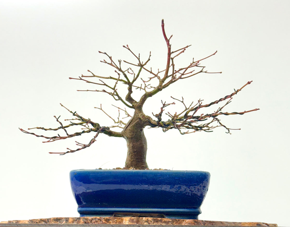 Mountain Maple Bonsai Tree – Outdoor Maple in Yixing Pot