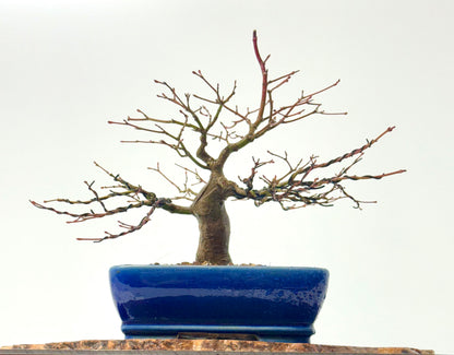 Mountain Maple Bonsai Tree – Outdoor Maple in Yixing Pot