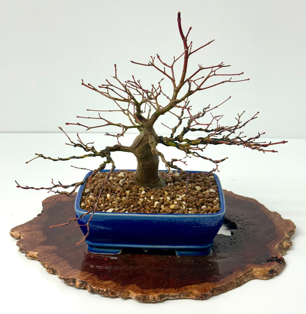 Mountain Maple Bonsai Tree – Outdoor Maple in Yixing Pot