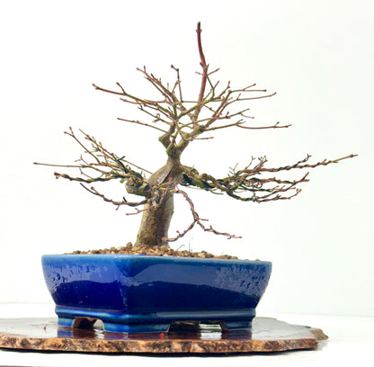 Mountain Maple Bonsai Tree – Outdoor Maple in Yixing Pot