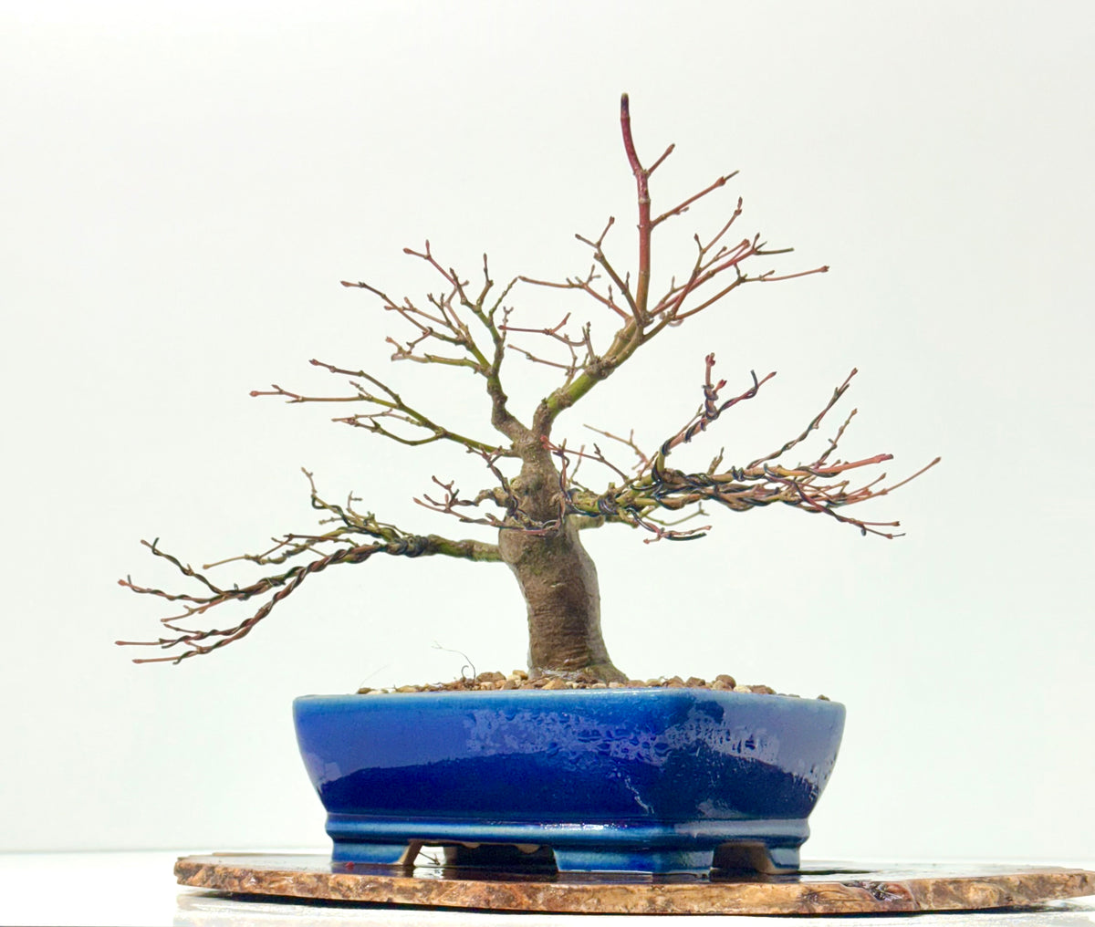 Mountain Maple Bonsai Tree – Outdoor Maple in Yixing Pot