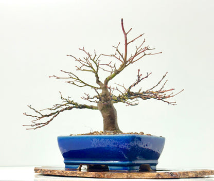 Mountain Maple Bonsai Tree – Outdoor Maple in Yixing Pot