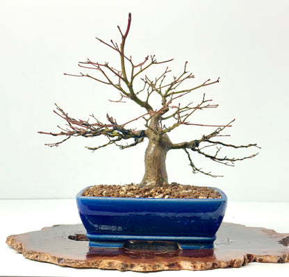 Mountain Maple Bonsai Tree – Outdoor Maple in Yixing Pot