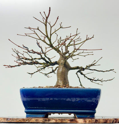 Mountain Maple Bonsai Tree – Outdoor Maple in Yixing Pot