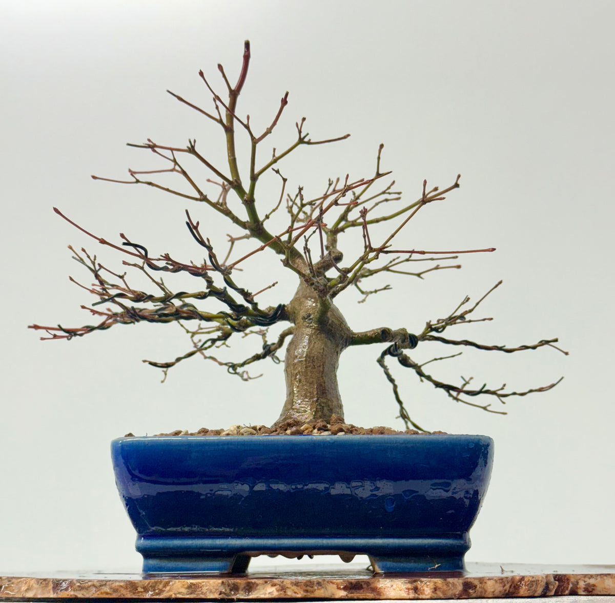 Mountain Maple Bonsai Tree – Outdoor Maple in Yixing Pot