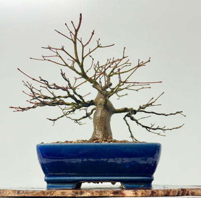 Mountain Maple Bonsai Tree – Outdoor Maple in Yixing Pot