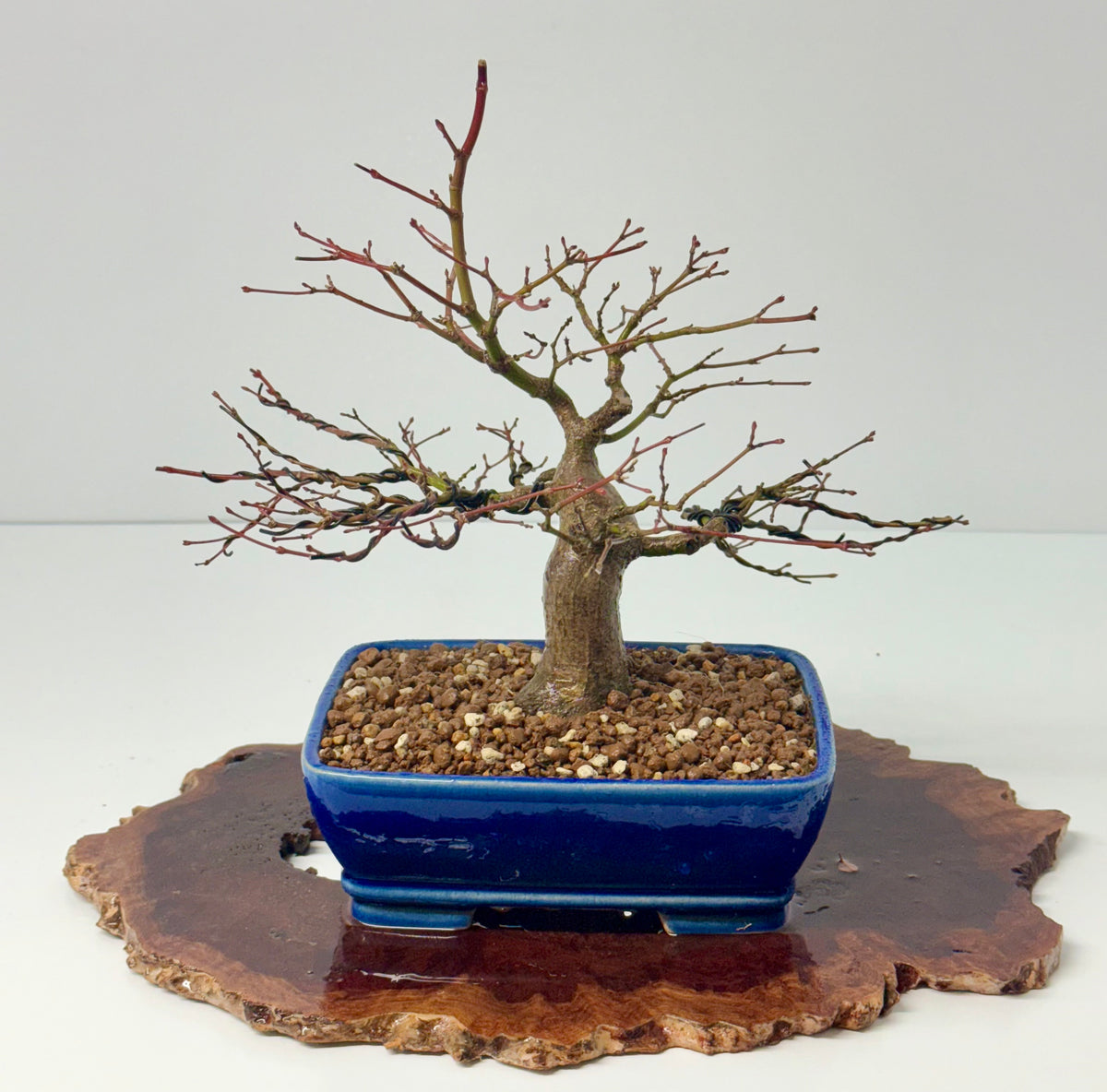 Mountain Maple Bonsai Tree – Outdoor Maple in Yixing Pot