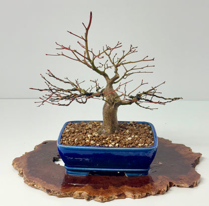 Mountain Maple Bonsai Tree – Outdoor Maple in Yixing Pot