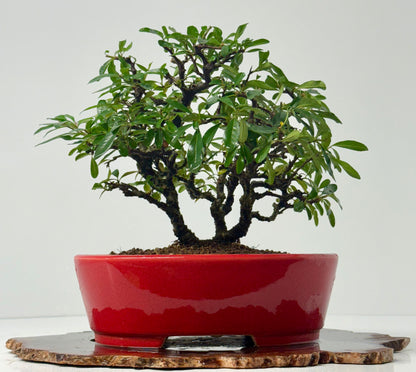 Pyracantha Clump Bonsai Tree – Firethorn Bonsai in Chinese Yixing Pot 35 x 30 cm