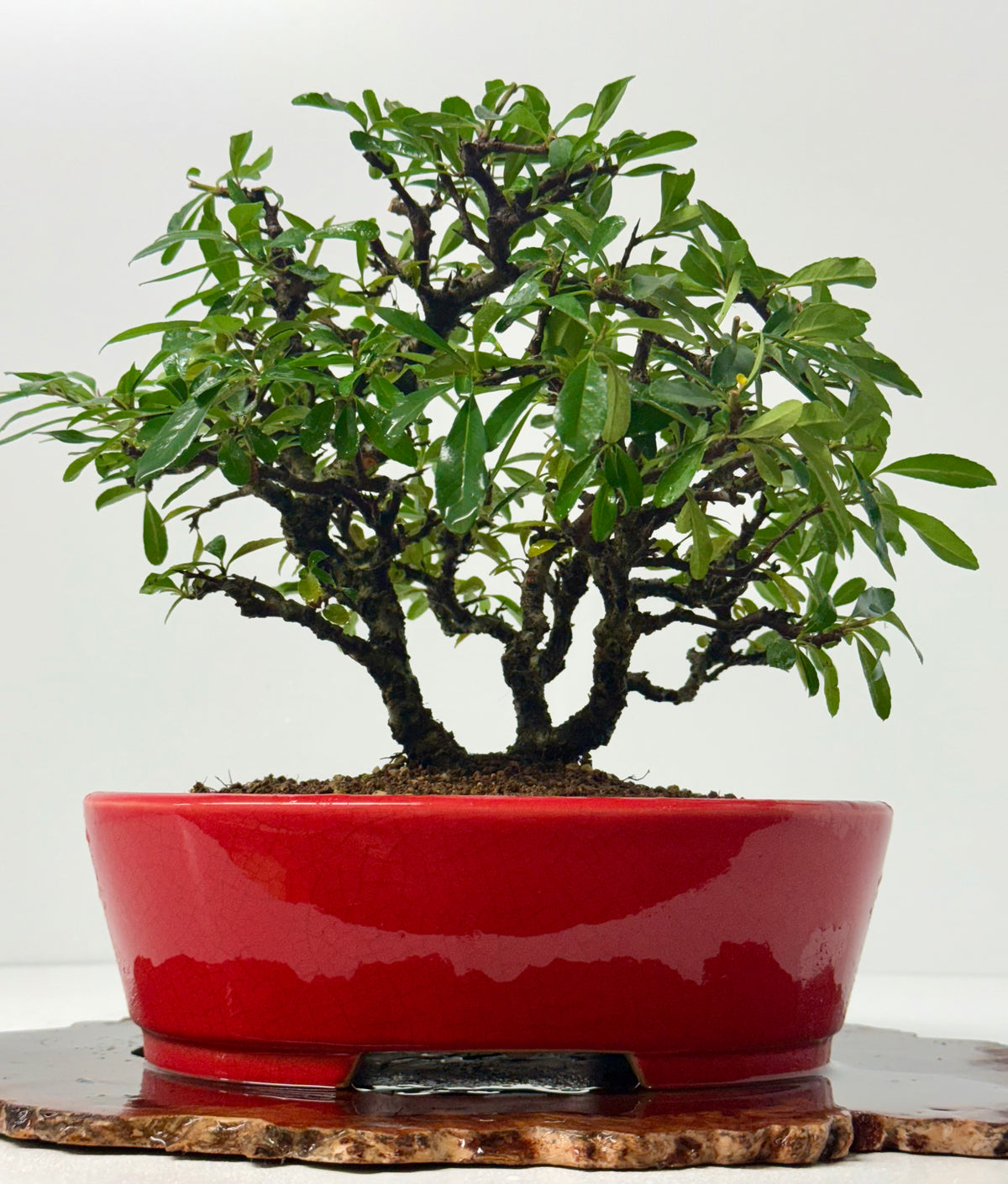 Pyracantha Clump Bonsai Tree – Firethorn Bonsai in Chinese Yixing Pot 35 x 30 cm