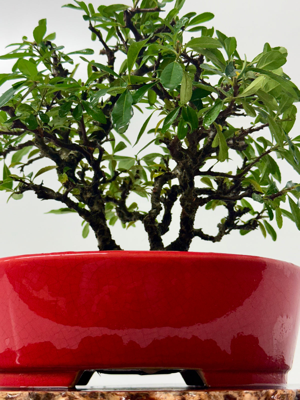 Pyracantha Clump Bonsai Tree – Firethorn Bonsai in Chinese Yixing Pot 35 x 30 cm