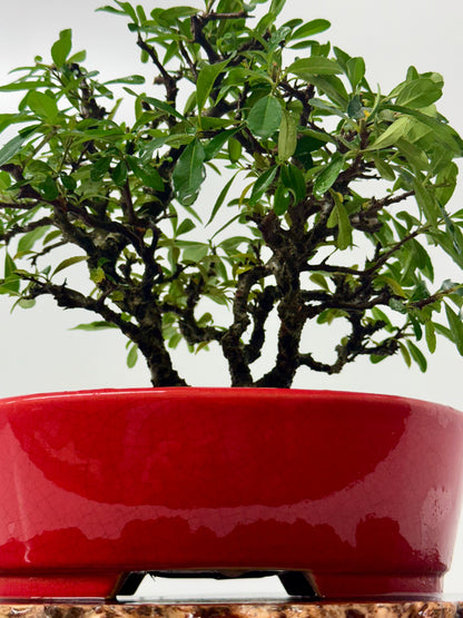 Pyracantha Clump Bonsai Tree – Firethorn Bonsai in Chinese Yixing Pot 35 x 30 cm